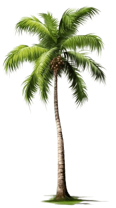 Surya Coconut Product