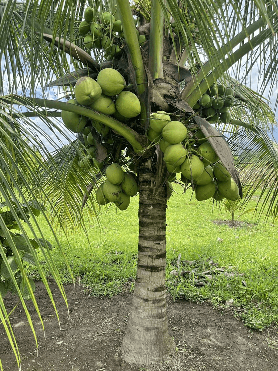 Mature Coconut