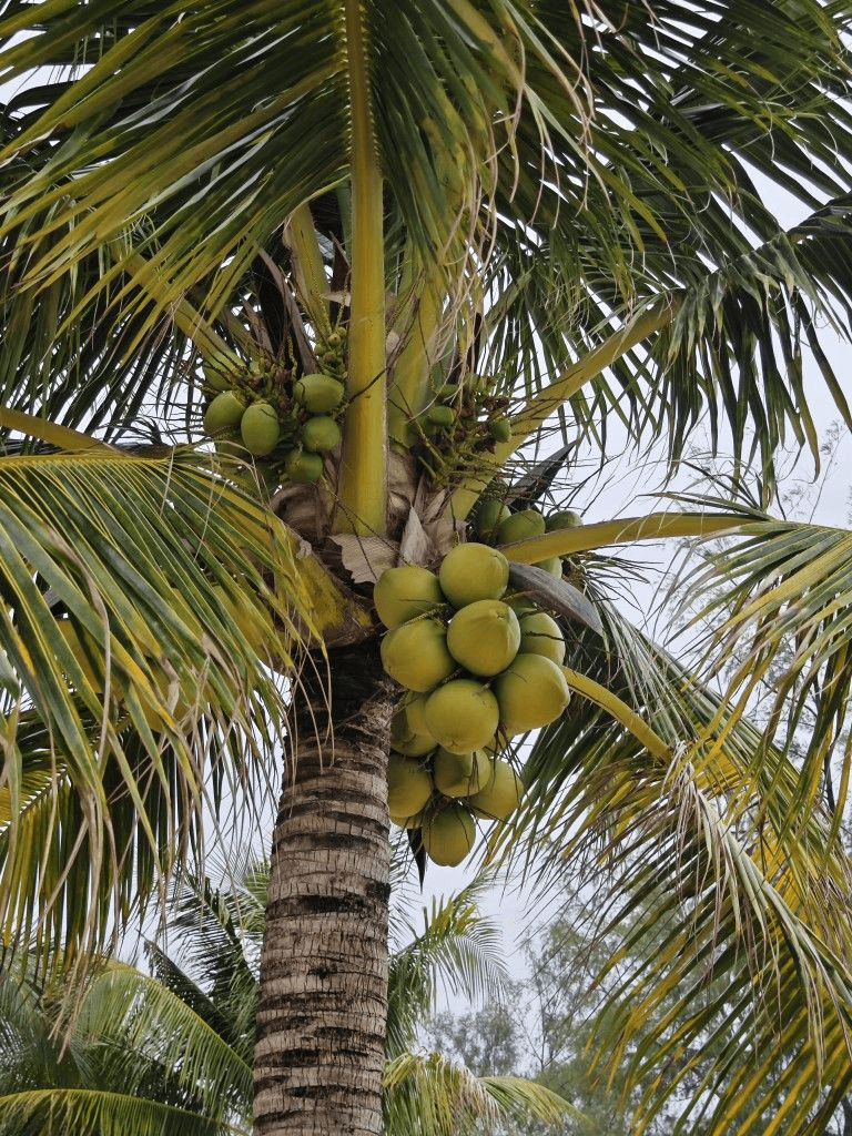 Tender Coconut - Elaneer