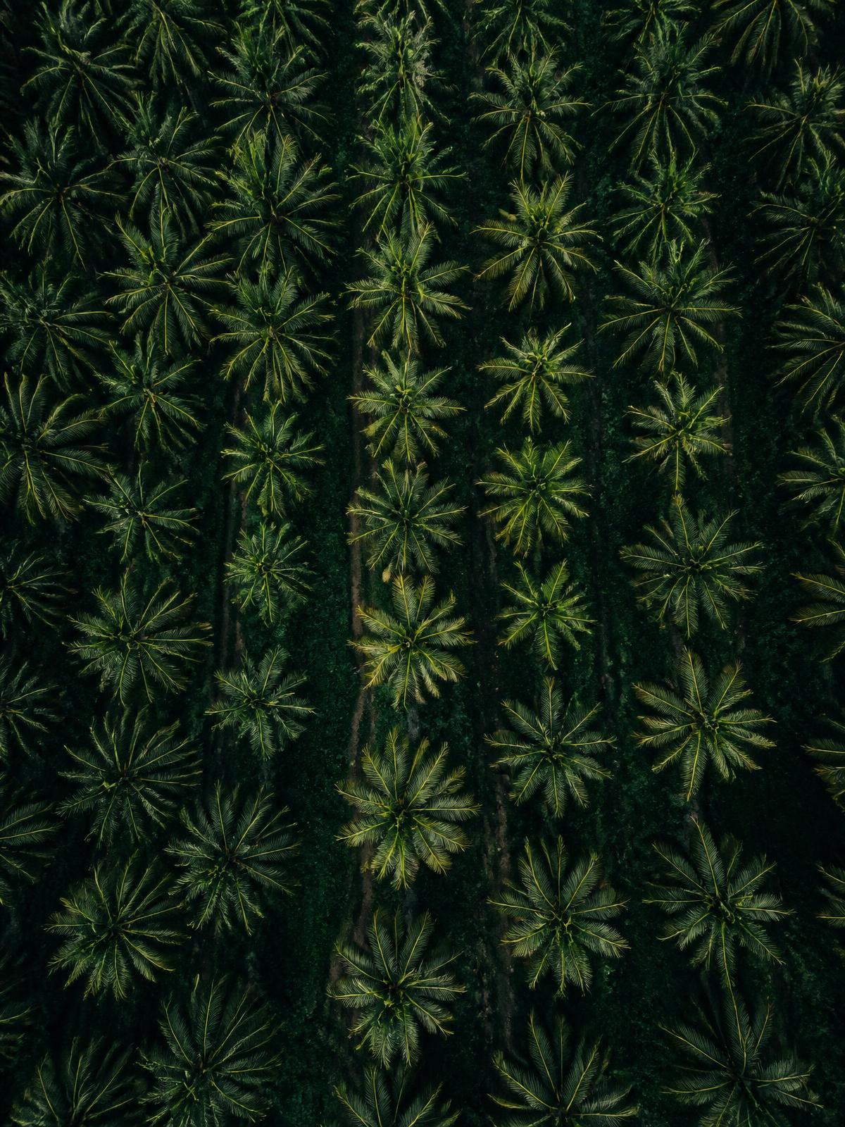 Organic Coconuts